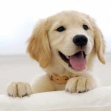 campeador_777 avatar