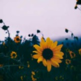 Baked_Potato_2006 avatar